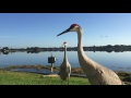 Giant Sandhill cranes confront me and my cat!