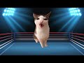 10 Cats vs 10 Gegagedigedagedago! Meme battle