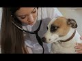 female veterinarian checking up the dogs breath young