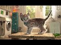LITTLE KITTEN ADVENTURE - PET CARE AND A FUN ADVENTUROUS JOURNEY OF A CUTE CAT