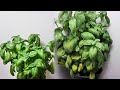 How To Keep Your Store Bought Basil Alive
