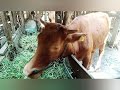 Lihat suami mandiin sapi sekaligus suntik kehamilan buwat Sri si sapi cantik.