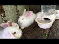 Rabbits Life/Part 2