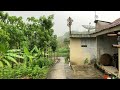 Rain Walk | Heavy Rain Accompanied by the Sound of Thunder in the Village | Cool and Refreshing