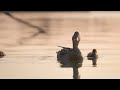 Morning Nature - Relaxation Film - Peaceful Relaxing Music - 4k Video UltraHD