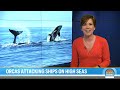 Pod of orcas sink 50-foot yacht in Moroccan waters