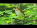 Veery Thrush