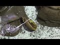 Horseshoe Crab Struggling On Its Back