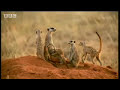 Adorable Baby Meerkats Explore The Wild | BBC Wildlife