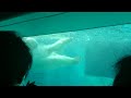 Polar Bear swimmming Ueno Zoo, Tokyo