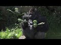 Badongo -  The Silverback Gorilla showing who’s boss