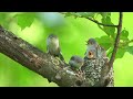 2024 Blue-gray Gnatcatcher Fledge Day!