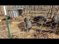 Happy Pigs, just add hay!