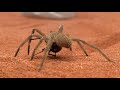 Brazilian Wandering Spider vs Black Widow