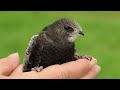 Common swift is a bird that sleeps, eats and drinks during its flight!