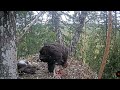 Kaljukotkas 2 | Golden Eagle | Eaglet self feeding after long wait of mom | July 11, 2024
