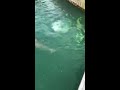 Shark Feeding