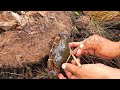 Lucky Day Catching Big Crabs By Hook Near The Sea Low Tide | BONG VATH |