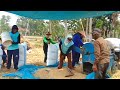 THE RICE HARVEST SEASON IN PADI VILLAGE IS QUITE GOOD