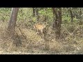 Pench Tiger Reserve- Turia Gate Safari.