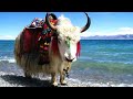 Exploring the Mystical Chaka Yan Lake: China's Salt Lake Wonder