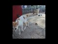 🙀🤣 Funniest Cats and Dogs 🤣🙀 Funny And Cute Animal Videos 2024 #18