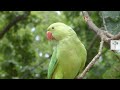 How These Exotic Parrots Ended Up in London | Wild To Know