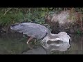 Great Blue Heron finally catches a big gopher