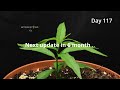 Growing a Donut PEACH Tree from Seed Time Lapse