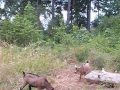 girls n goats on playground