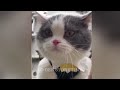 So Funny! Funniest Cats and Dogs 2024😹🐶New Funny Animals 2024😍