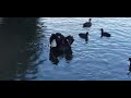 This beautiful large native swan is the world's only black swan.