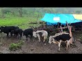 Best Life in The Nepali Mountain Village in Rain । Best Compilation Video  | VillageLifeNepal