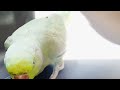 Ringneck parrot eating biscuit 😋 | whistling and playing sweet parrot 🦜