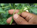 Confidential l Never Plant Tomatoes Without This. Big Fruits And More Fruits