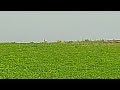 Spotted a hare near a clover field, on Slagelse 