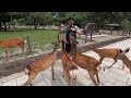 Feeding Deer at Nara Park (奈良公園)