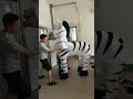 2 persons wear zebra mascot costume