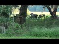 Farm Living: The View From The Back Porch