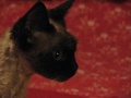 Jasper, the singing Devon Rex!!