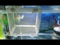 Fish breeding box Vs. breeding net. keeping guppy / molly fry in a breeding box or breeding net