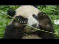 Why It Is So Hard to Make Giant Pandas Mate | Wild to Know