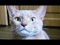 WHISTLE CAT CALL ˶^•ﻌ•^˵  Sounds that attract cats 🐱 Your cat will come running to you. CAT TV