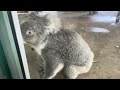 Koalas 2