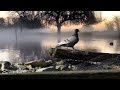 A pigeon just walking on rocks