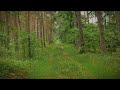 Nature's Serenity: A Peaceful Forest | Relaxing Forest Sounds