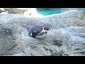 フンボルトペンギン5分耐久