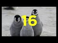 17 curiosidades de los pingüinos