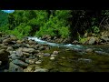Sound of flowing streams, chirping birds - Peaceful relaxing nature {ASMR}
