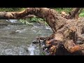 How The Forest Service Is Restoring Habitat On The Zigzag River In The Mount Hood National Forest